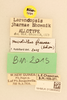 CollectionObject 2057372; NHMUK013806952, 0fef2aec-6355-45ac-a4c8-85c2684b507d: labels (allotype). (CollectionObject).