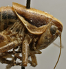 CollectionObject 1535995; cf0adb2d-8824-4932-a08b-3839d183e959: female pronotum, lateral view (syntype). (CollectionObject).