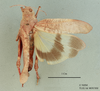 Eremopeza cinerascens (Stål, 1875): female, dorsal view (syntype). (Otu).
