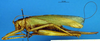 CollectionObject 1567130; 94190fb4-3df6-4b17-afd8-74e3db592abd: female, lateral view. (CollectionObject).