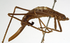 CollectionObject 1529710; faeb9ada-95c7-46dc-8b5d-577a87d5428f: female, lateral view (holotype). (CollectionObject).
