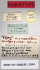 CollectionObject 1572734; 2e4948b5-df5a-4ea4-9205-bbd4fa29d018: female, labels (paratype). (CollectionObject).