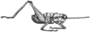 Rhachicreagra nothra Rehn, 1905: Fig. 36 (after syntype). male habitus (body length 16, pronotum 3.7, hind femur 13.5 mm). (Otu).