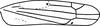 Forewing: Forewing (E. dira Beamer). (Observation).