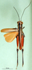 CollectionObject 1501235; 7839474d-ab4f-422e-8ca9-0d3d2719153a, DORSA BA000043S01: male, dorsal view (holotype). (CollectionObject).