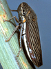 Habitus, dorsal view: U.S.A., Texas, Jeff Davis Co., 5mi NW of Valentine. Photo: R. Rakitov. (Observation).