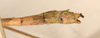 CollectionObject 1561971; a4f16831-97e2-4734-896b-ae13ccbaea01: copyright OUMNH. male: end of abdomen, dorsal view of Necroscia meneptolemus (holotype). (CollectionObject).
