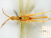 CollectionObject 1530743; 1321a58d-9d34-4ae7-b1a1-d99ff77b61ee, DORSA SAplagraHTM: male, ventral view (holoype). (CollectionObject).