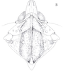 Head on Cixidia (Epiptera) mersinica (Dlabola, 1987): (Observation).