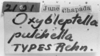 CollectionObject 1533531; 0b74aebb-82f0-4dcc-9c2b-f195032ffb51: Image Carbonell, C.S. label (lectotype of Oxybleptella pulchella). (CollectionObject).