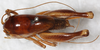 CollectionObject 1533012; NMW 26.003, 969b4a91-edc5-4a39-9034-e9a2aa0dd33d: male, dorsal view. (CollectionObject).