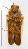 CollectionObject 1587754; MNHN(SF IMPORT DUPLICATE) MNHN-EP-EP1430, 3dd7592d-3864-49c4-8663-987dae0d0996: CC BY-NC-ND 4.0/MNHN - Depraetere Marion - 2014. Holotype, female, of elegans Shelford, 1907. Specimen number: MNHN-EP-EP1430. http://coldb.mnhn.fr/catalognumber/mnhn/ep/ep1430. (CollectionObject).