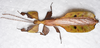CollectionObject 1580928; 30facdb5-6f76-4c97-85c9-7d790b692822: copyright FRCS, Sabah. male (holotype). (CollectionObject).
