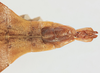 Acentetaphyllium stellae (Cumming, 2016): copyright SDNHM. male (holotype): abdomen, ventral view. (Otu).