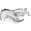 Pygofer, lateral view on Ederranus discolor (Sahlberg, 1871): Pygofer, lateral view. (Observation).