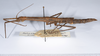 CollectionObject 1563199; 6e643ec6-721b-418d-9541-5866f79fbd94: copyright ANSP. female, lateral view (paratype). (CollectionObject).
