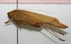 CollectionObject 1530922; NTUC 614, 2ffb84bf-87fd-4ac6-8d5c-d378782476b6: copyright NTUC. female, lateral view (holotype). (CollectionObject).