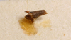 CollectionObject 1517144; 5266ab31-1544-430e-8bbd-db37654b4f02: male cerci (holotype). (CollectionObject).