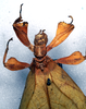 CollectionObject 1557810; NMW 300, 97aa5a37-709a-4dcf-8086-14fd2b63965e: copyright NHMW, Vienna. female: head and thorax, dorsal view (holotype). (CollectionObject).