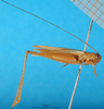 CollectionObject 1500881; 9a4e6d24-5706-4b1f-ac11-c821fc746206: male, lateral view (lectotype). (CollectionObject).