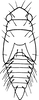 Nymph: (Observation).