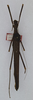 CollectionObject 1561423; f8fb1c82-e962-4973-b075-02286c35d743: copyright ANSP. female (holotype). (CollectionObject).