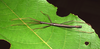 CollectionObject 1580896; aa2ea370-5b4c-47f0-a9fc-90e9ac582779: copyright F. Seow-Choen. male (holotype). (CollectionObject).