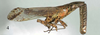 Habitus, lateral view: !! display not done !! on Dorysarthrus mobilicornis Puton, 1895: (Observation).