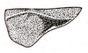 Atlanticus (Atlanticus) americanus americanus (Saussure, 1859): Pl. VII, Fig. 5 (specimen from New Jersey). male pronotum, lateral view. (Otu).