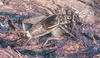 Lepidogryllus comparatus (Walker, 1869): female, dorsal view. (Otu).