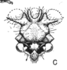 Head on Eucyphonia bifurcata (Sakakibara, 1968): (Observation).