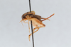 CollectionObject 2868937; 43260445-0700-4307-927f-3e441789faec, CNCI 1154958: Allonemobius maculatus. (CollectionObject).
