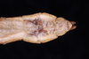 CollectionObject 1559861; f403b3ce-58d5-4b3b-809a-d641f8053c8f: copyright SMTD. male: end of abdomen, dorsal view (holotype). (CollectionObject).