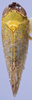 Habitus, dorsal view: !! display not done !! on Scaphytopius nigricollis (Ball, 1916): Ohio State U. (Observation).