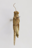 CollectionObject 1593062; 132b6611-9148-4264-9414-10c8d3d66997: male, dorsal view (paratype). (CollectionObject).