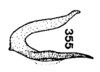 Aedeagus, lateral view: (Observation).