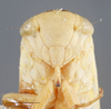 Head: !! display not done !! on Davisonia major (Dorst, 1931): Head/Face. Female. (Observation).