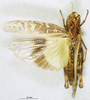 CollectionObject 1507073; 9140f00e-f51f-4491-90d4-f9862417acd5: female, dorsal view (holotype of Gastrimargus clepsydrae). (CollectionObject).