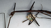 CollectionObject 1561656; c57d1036-1d61-41b6-ac02-e70ccd9b783f: copyright NMW, Vienna. female: head and thorax, lateral view (syntype). (CollectionObject).;CollectionObject 1561657; af7f8b0c-f2ac-4f70-80bd-bccbec69bda6: copyright NMW, Vienna. female: head and thorax, lateral view (syntype). (CollectionObject).