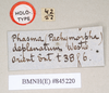 CollectionObject 1562234; NHMUK(SF IMPORT DUPLICATE) 845220, c69be5ad-c184-4b0c-8933-549e74c399c6: copyright Natural History Museum, London. female, data labels [round label reversed] (holotype). (CollectionObject).