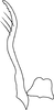 Stylus on Empoasca (Empoasca) dorsodenticulata Yu & Yang, 2014: Stylus. (Observation).