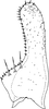 Subgenital plate, ventral view on Arboridia (Arboridia) anteoculara Song & Li, 2013: (Observation).