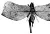 Pl. X, Fig. 85 (photo Le Charles). female, dorsal view (holotype, tegmen length 27 mm). Depicts CollectionObject 1539754; 6d7e038e-0ca5-46f3-9684-ce7a458fee21, a CollectionObject.
