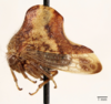 Habitus, lateral view: !! display not done !! on Telamona tristis Fitch, 1851: (Observation).