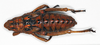 CollectionObject 1578582; 9ccfae57-3e2a-426d-975d-9db6dca00ce4: female, dorsal view (paralectotype). (CollectionObject).