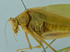 CollectionObject 1476183; 71178f05-e017-413e-bc0b-d5d8364be1be: male, close-up of body, lateral view (holotype). (CollectionObject).