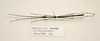 CollectionObject 1591073; 9a3943e1-7618-4494-ae51-755105f9d4d9: copyright MBBJ Bogor. male, ventral view (holotype). (CollectionObject).