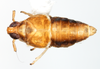 Habitus, dorsal view: !! display not done !! on Pissonotus piceus (Van Duzee, 1894): (Observation).