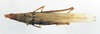 CollectionObject 1501020; f256d971-ccd9-44a5-bf4c-3cd73b83fc24: female, dorsal view (lectotype of Atractomorpha madacassis). (CollectionObject).
