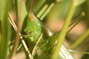 FieldOccurrence 3596; 85cd708e-8f64-443e-9488-8cdd7f4edbf5; Ceibas, Camino Cuatro Hermanas, 2025/04/19: female (April 2025). (FieldOccurrence).